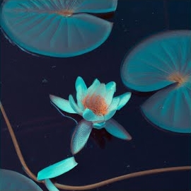 André Aguado - Lily загрузить