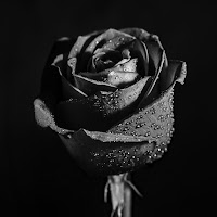 Clavier - Roses Noires загрузить