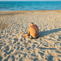 Colapesce - Splash Ft Dimartino загрузить