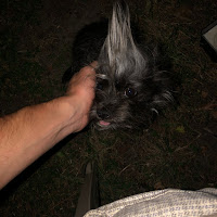 Dante Rose - Crematorium загрузить