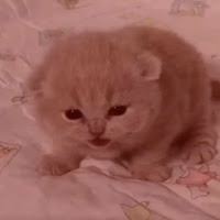 Двузер - Parent Issues (Slowed) загрузить