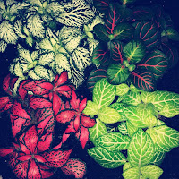 Елена Терлеева - Люби Меня загрузить