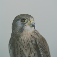 Hiatus - Precious Little загрузить