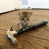 Loliwz - Кот загрузить