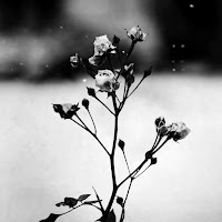 Toms Mucenieks - Spring Waltz (Mariage D'amour) загрузить